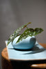Sii Faa Ceramic Small Vase | Handcrafted Artisanal Selection 